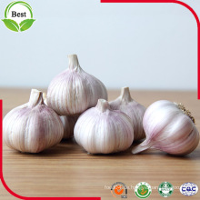 Billig Low Price Knoblauch aus China